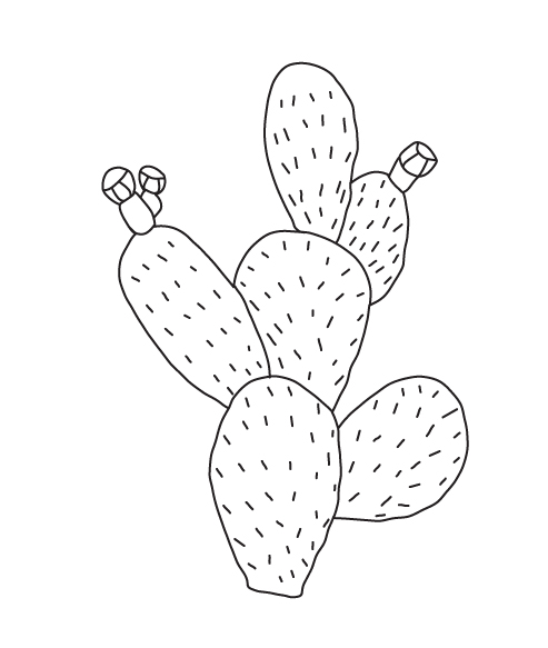 Black and white drawing of a cactus